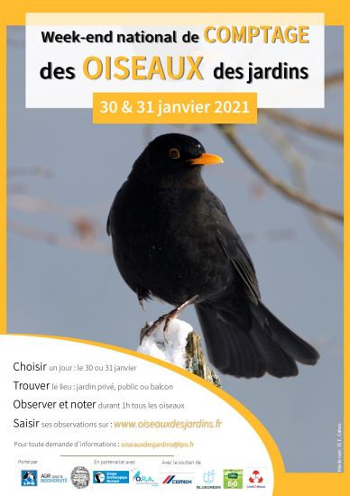 Week-end national de comptage des oiseaux des jardins : le 30 et 31 janvier 2021