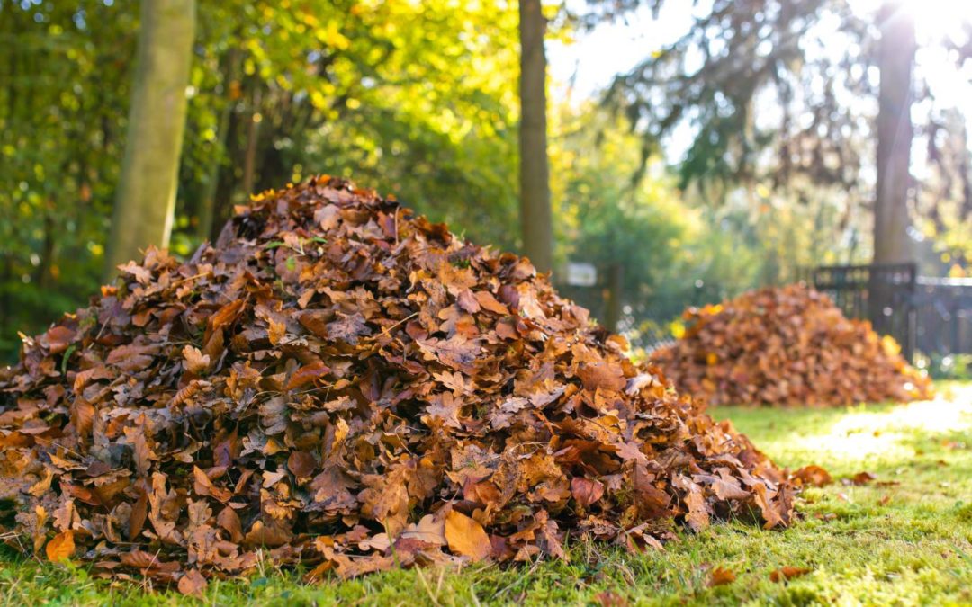 Collecte des déchets verts : les dates à connaître !