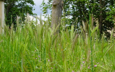 Mer. 25 septembre : Balade nature au Parc de Rancé-à la découverte de la biodiversité